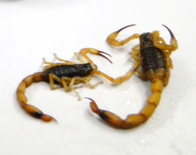 escorpioes